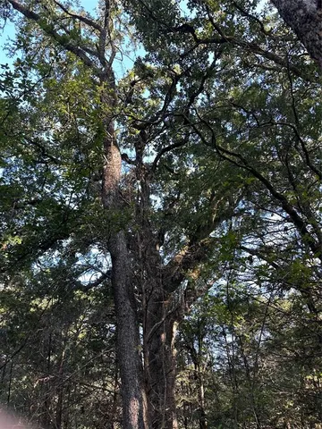 a big yard with lots of green space