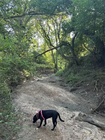 a view of a forest with a tree