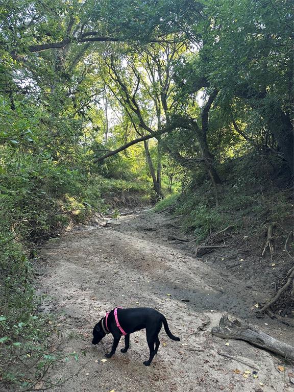 1245 W Groesbeck, TX 76642 - Photo 9 of 16 a view of backyard with green space and trampoline