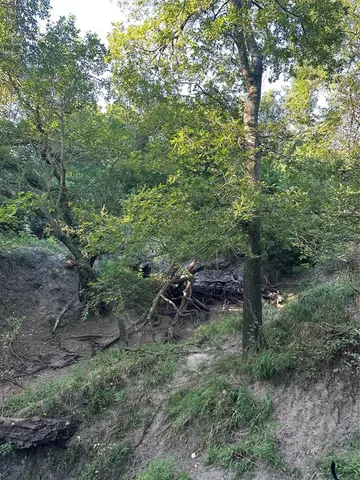 a view of a backyard with plants and trees