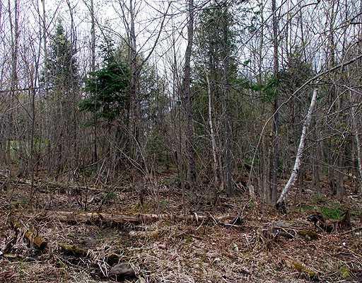1497 Oxbow Road Oxbow, ME 04764 - Photo 11 of 19 Land. Trees, Trees, Buffer Of Trees.
