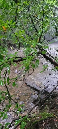 $625,000 | 0 Prong Of Clear Fork, Jamestown, TN 38556