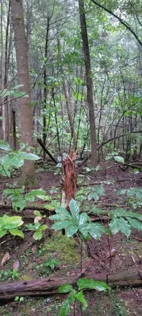 $625,000 | 0 Prong Of Clear Fork, Jamestown, TN 38556