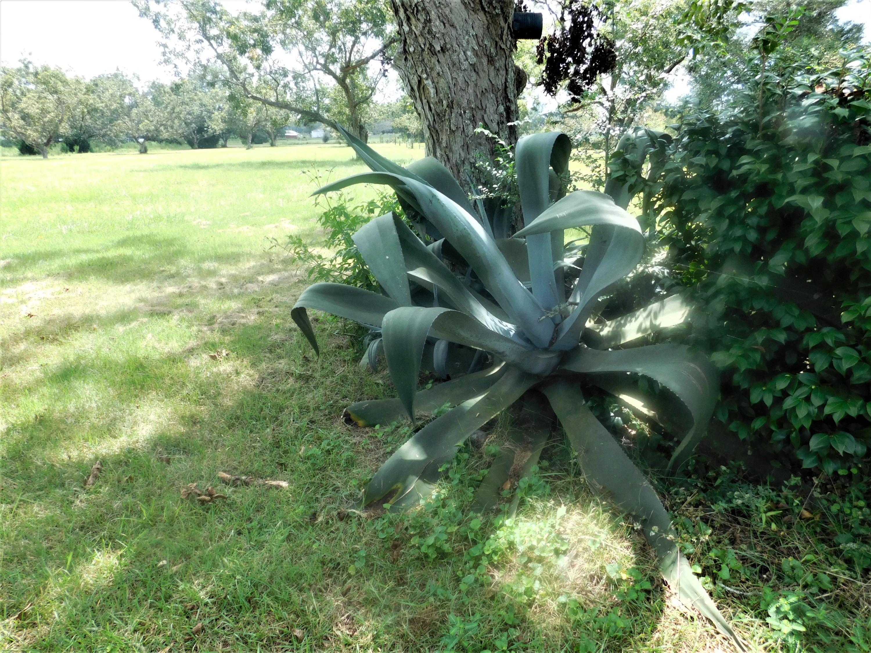 1533 Messick Road Baker, FL 32531 - Photo 14 of 40 a view of a yard with an outdoor space