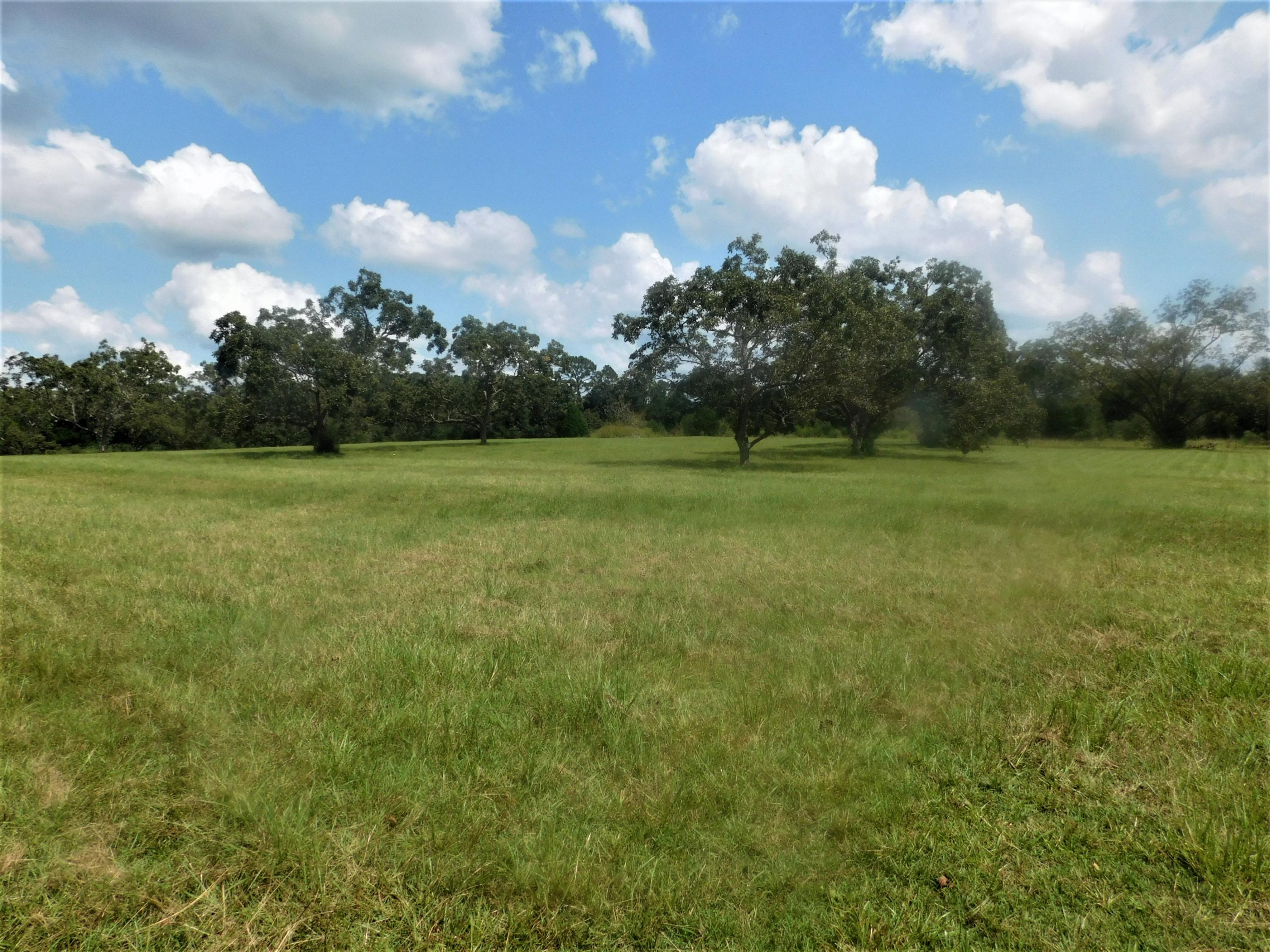 1533 Messick Road Baker, FL 32531 - Photo 39 of 40 a view of a big yard and large trees