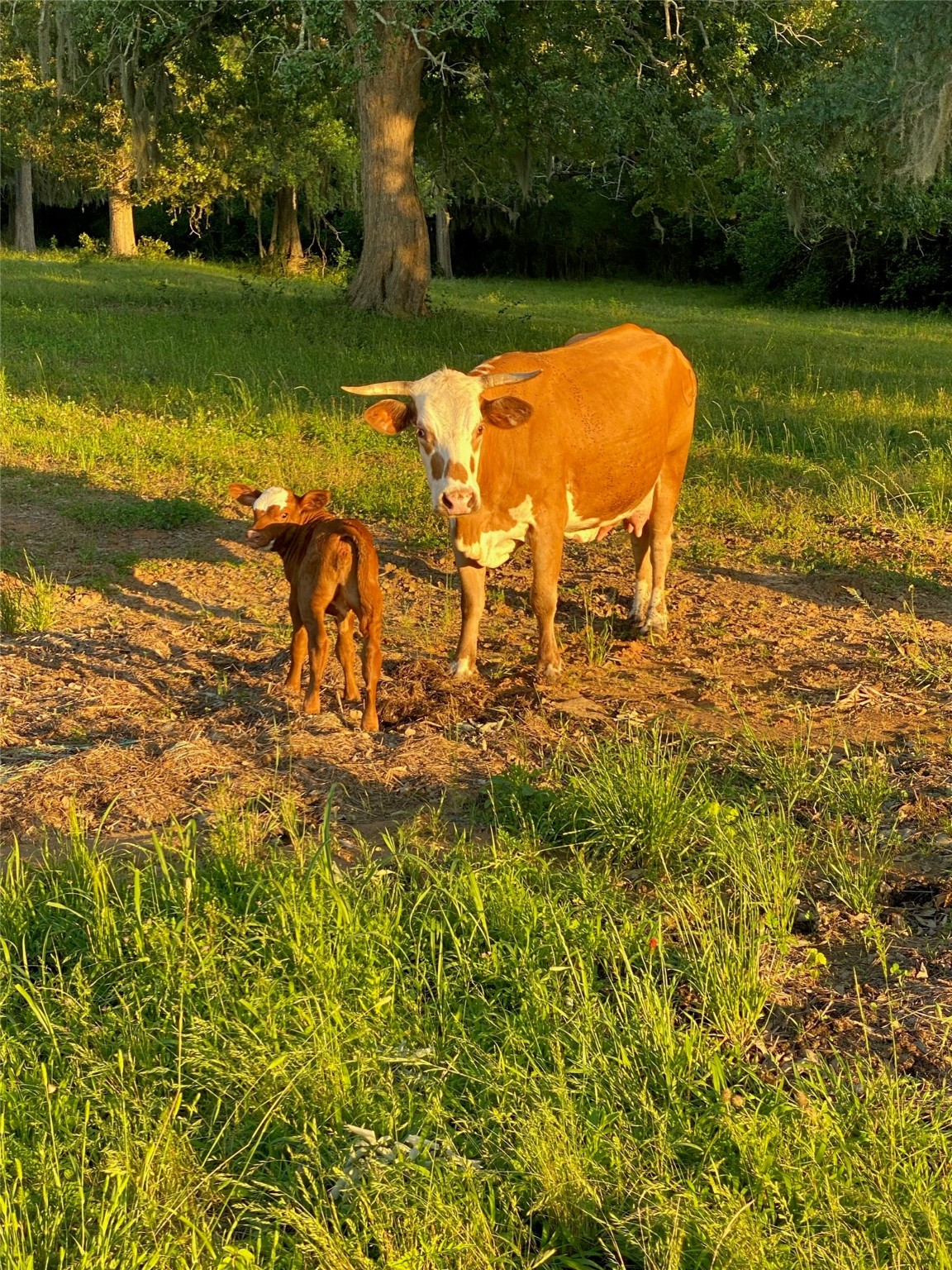 980 Hill Farm Road Coldspring, TX 77331 - Photo 20 of 22