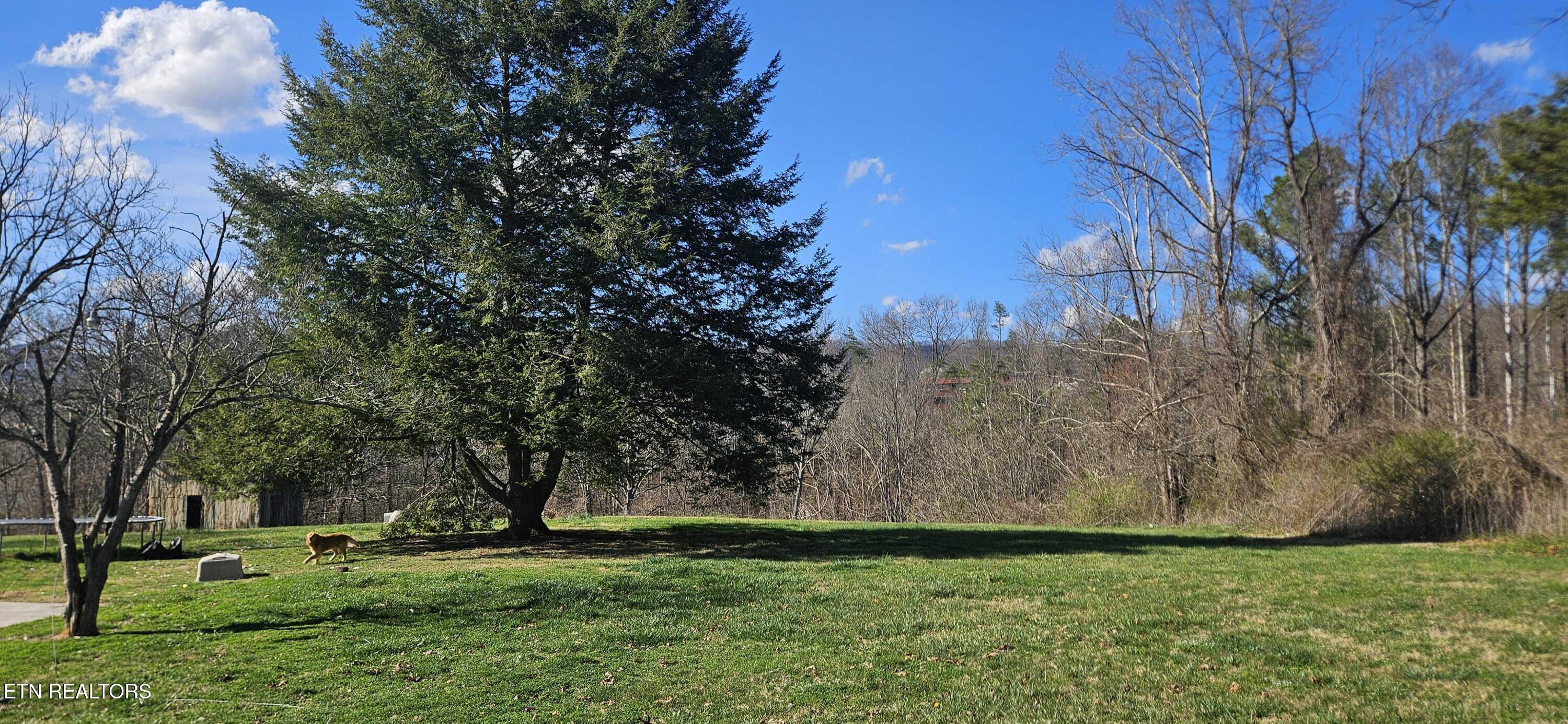 181 Camp Ridge Road La Follette, TN 37766 - Photo 13 of 13 1000015039