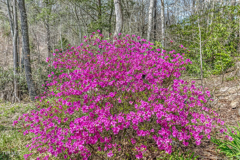 155 Tower Road Roan Mountain, TN 37687 - Photo 12 of 35 IMG_2675