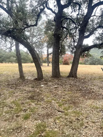 a large tree in the middle of a yard