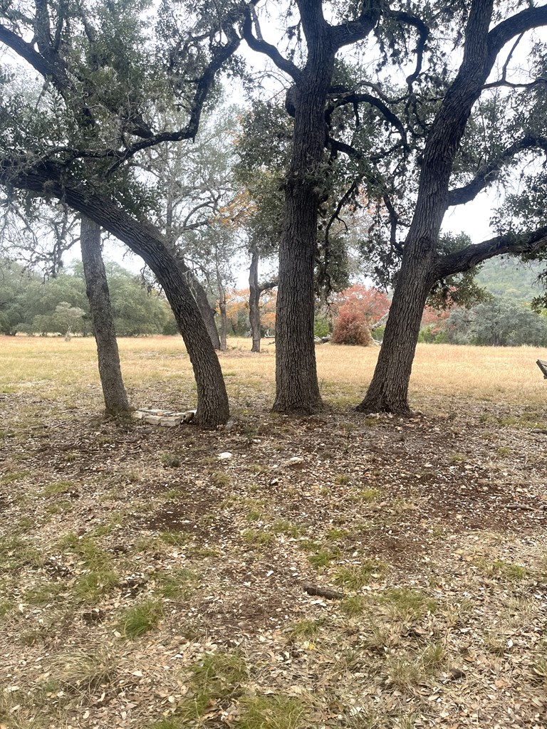 695 Big Shades Road Concan, TX 78838 - Photo 15 of 27 a large tree in the middle of a yard