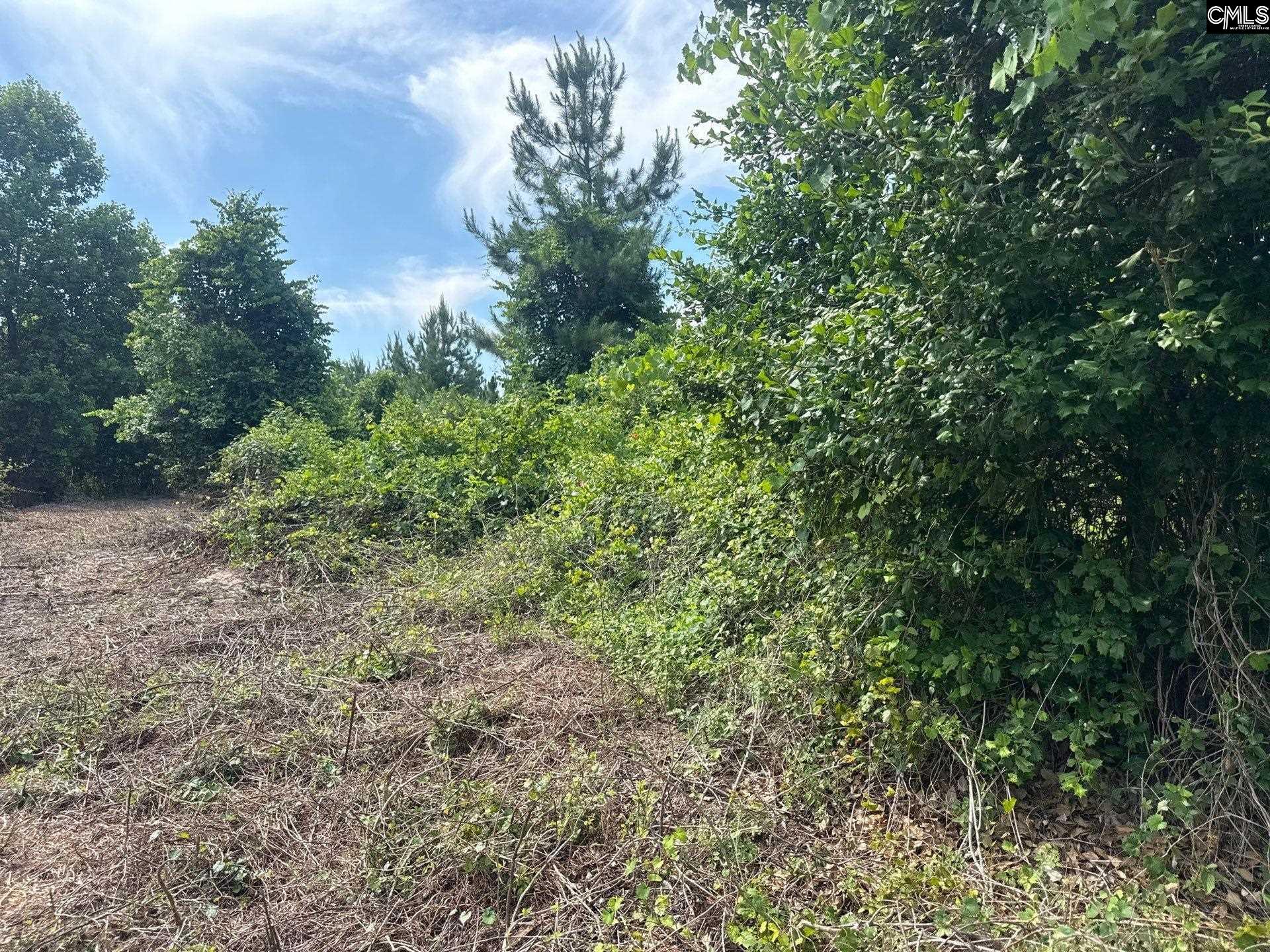 1 State Rd S-28-31 Road Cheraw, SC 29520 - Photo 11 of 12 a view of a large yard with lots of green space
