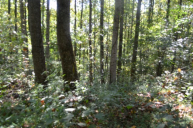2121 Riley Creek Road Whitleyville, TN 38588 - Photo 3 of 21 Gallery Image 3