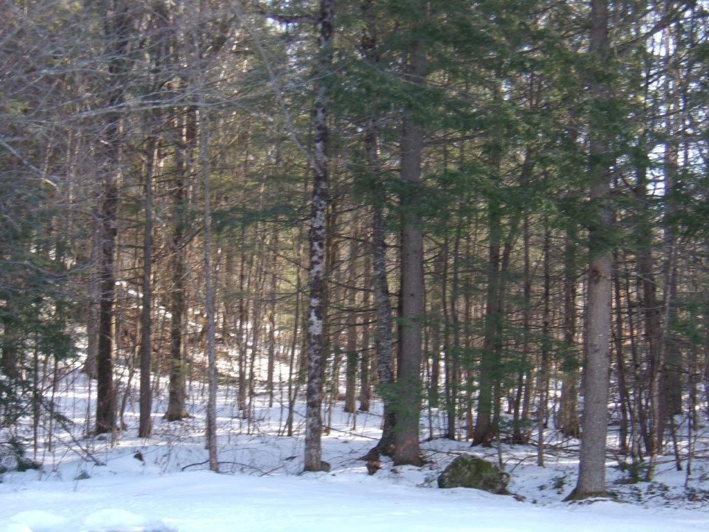 3 Rock Ridge Drive Winslow, ME 04901 - Photo 33 of 33 Back Yard Woods