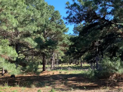 a view of a tree in a yard