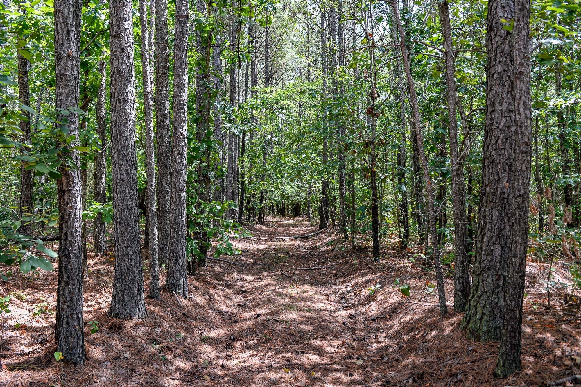 0 Brush Creek Road Linden, TN 37096 - Photo 3 of 22 a view of a forest with trees in the background
