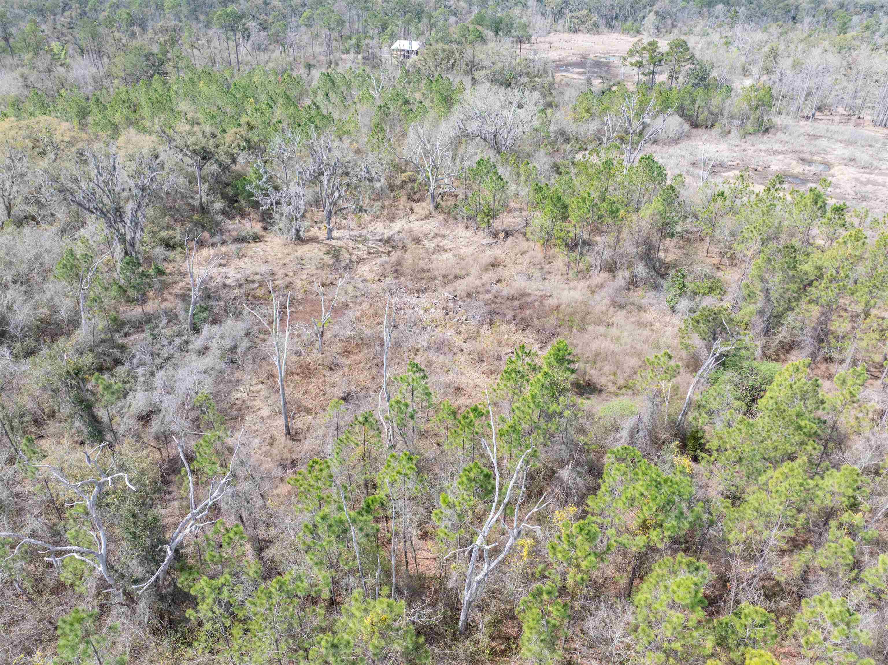 Vacant 40-acres Vacant 40-acres Ellison Frith Road Perry, FL 32347 - Photo 16 of 24