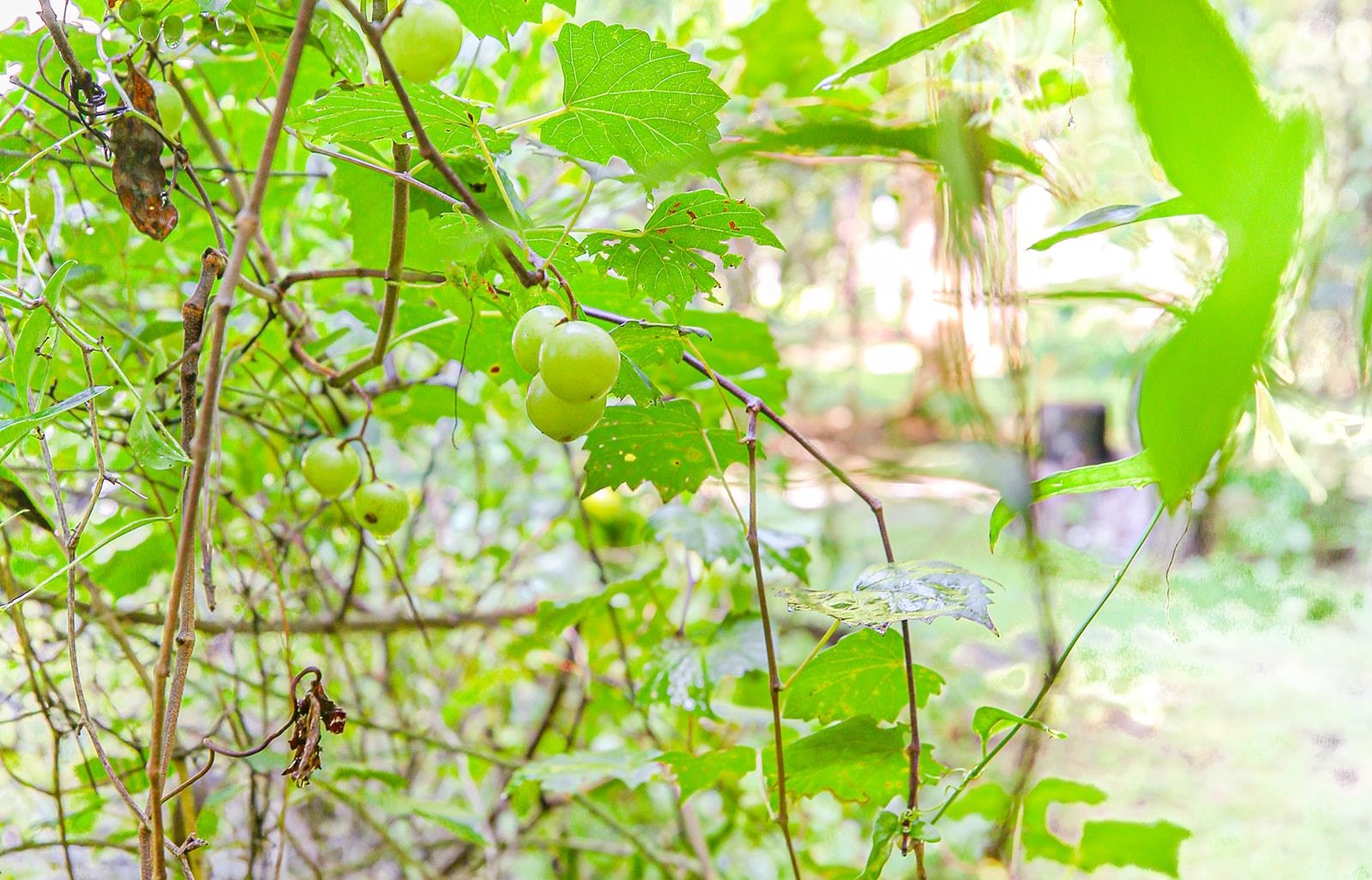 1992 Wt Grubbs Road Perry, FL 32347 - Photo 11 of 42