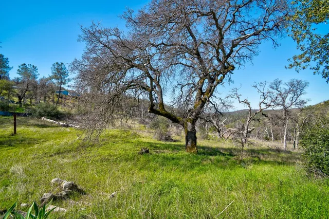 a view of backyard with tree