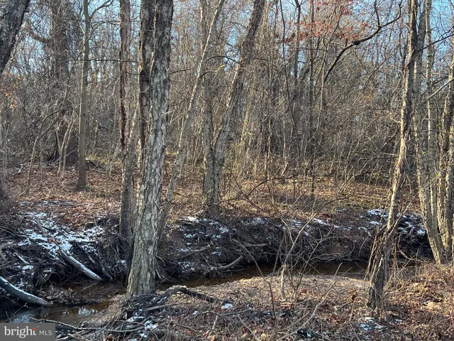 a view of a forest with a tree