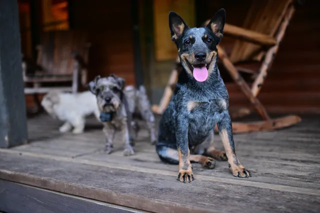 a view of backyard with deck and garden