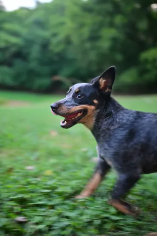 $384,900 | 2559 Fayetteville Highway, Belfast, TN 37019