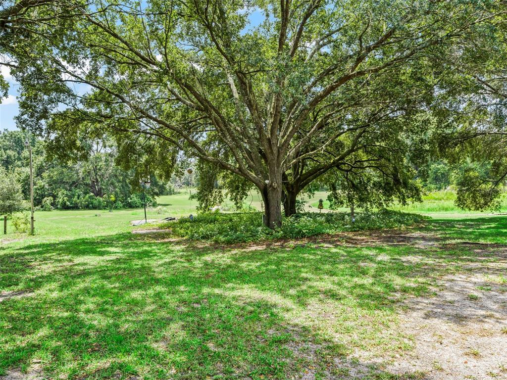 17090 Southeast 173rd Terrace Road Weirsdale, FL 32195 - Photo 48 of 54 a view of yard with trees