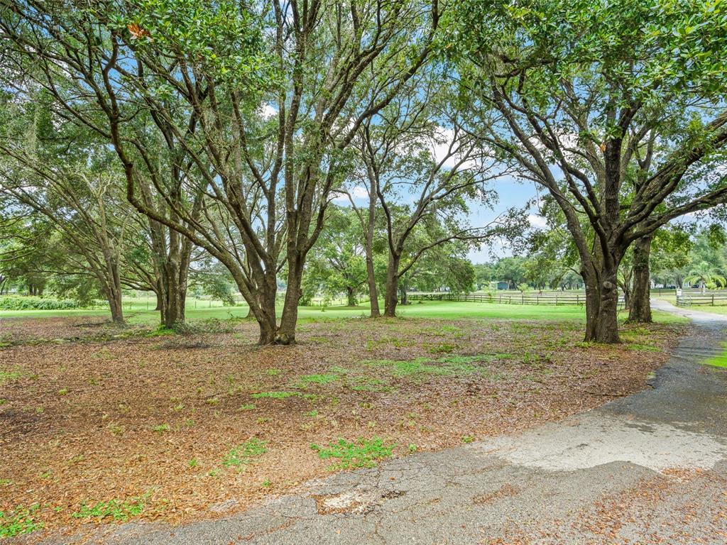 17090 Southeast 173rd Terrace Road Weirsdale, FL 32195 - Photo 49 of 54 a view of a yard with a tree