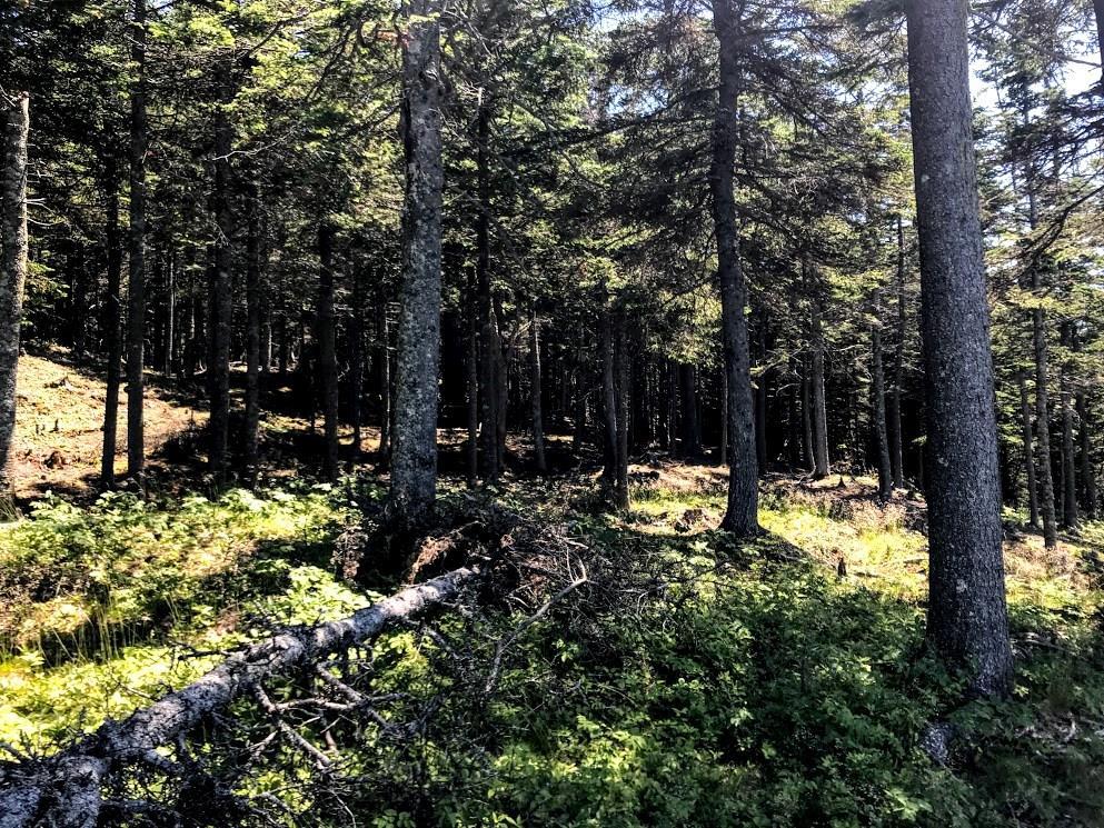 79 South Ocean Road Machiasport, ME 04655 - Photo 17 of 18 Photo