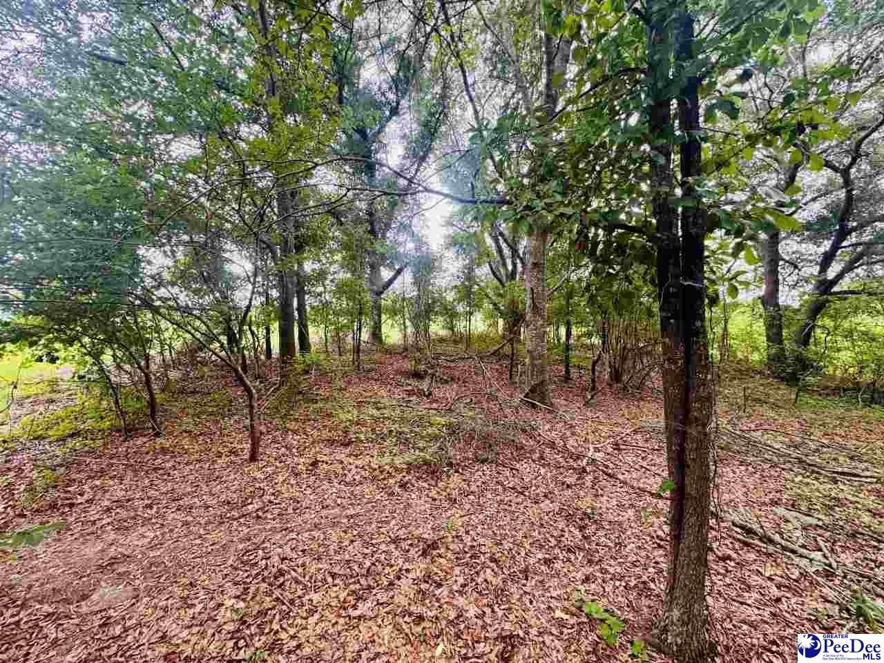 Skeeter Lane McColl, SC 29570 - Photo 5 of 23 Gallery Image 5