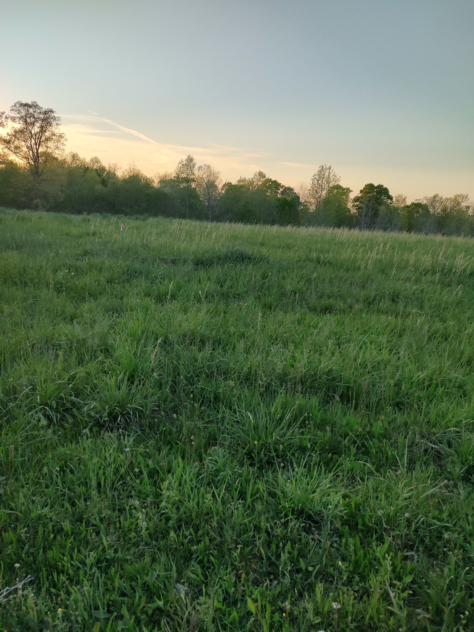 0 Pea Ridge Road Waynesboro, TN 38485 - Photo 7 of 11 Gallery Image 7