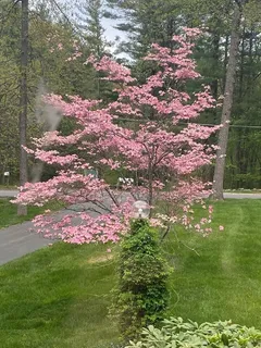 a view of a yard with trees