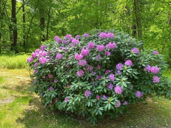 $1,649,000 | 781 Strawberry Hill Road, Concord, MA 01742