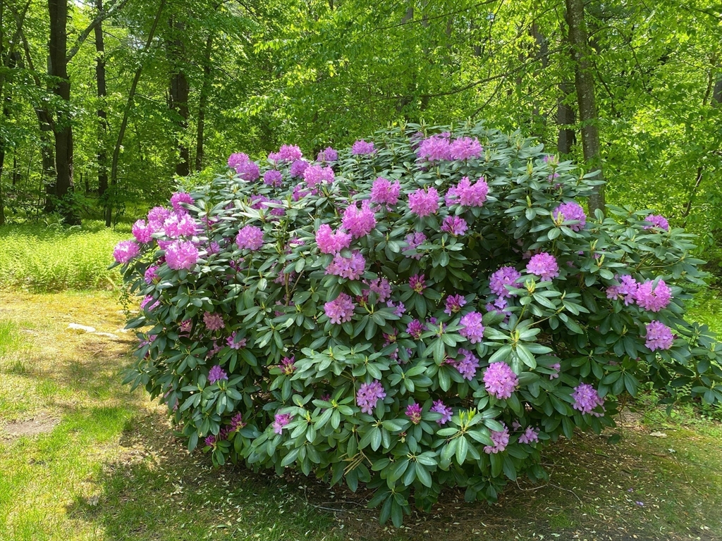 781 Strawberry Hill Road Concord, MA 01742 - Photo 38 of 42