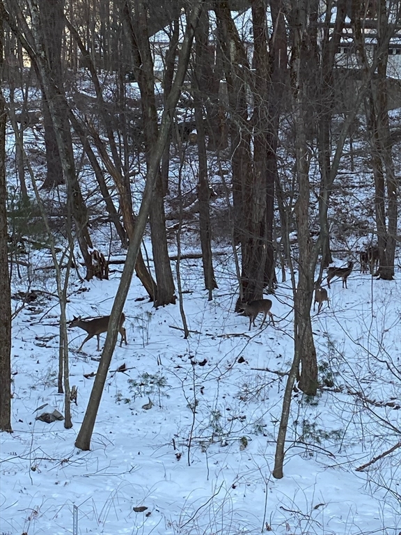 781 Strawberry Hill Road Concord, MA 01742 - Photo 39 of 42