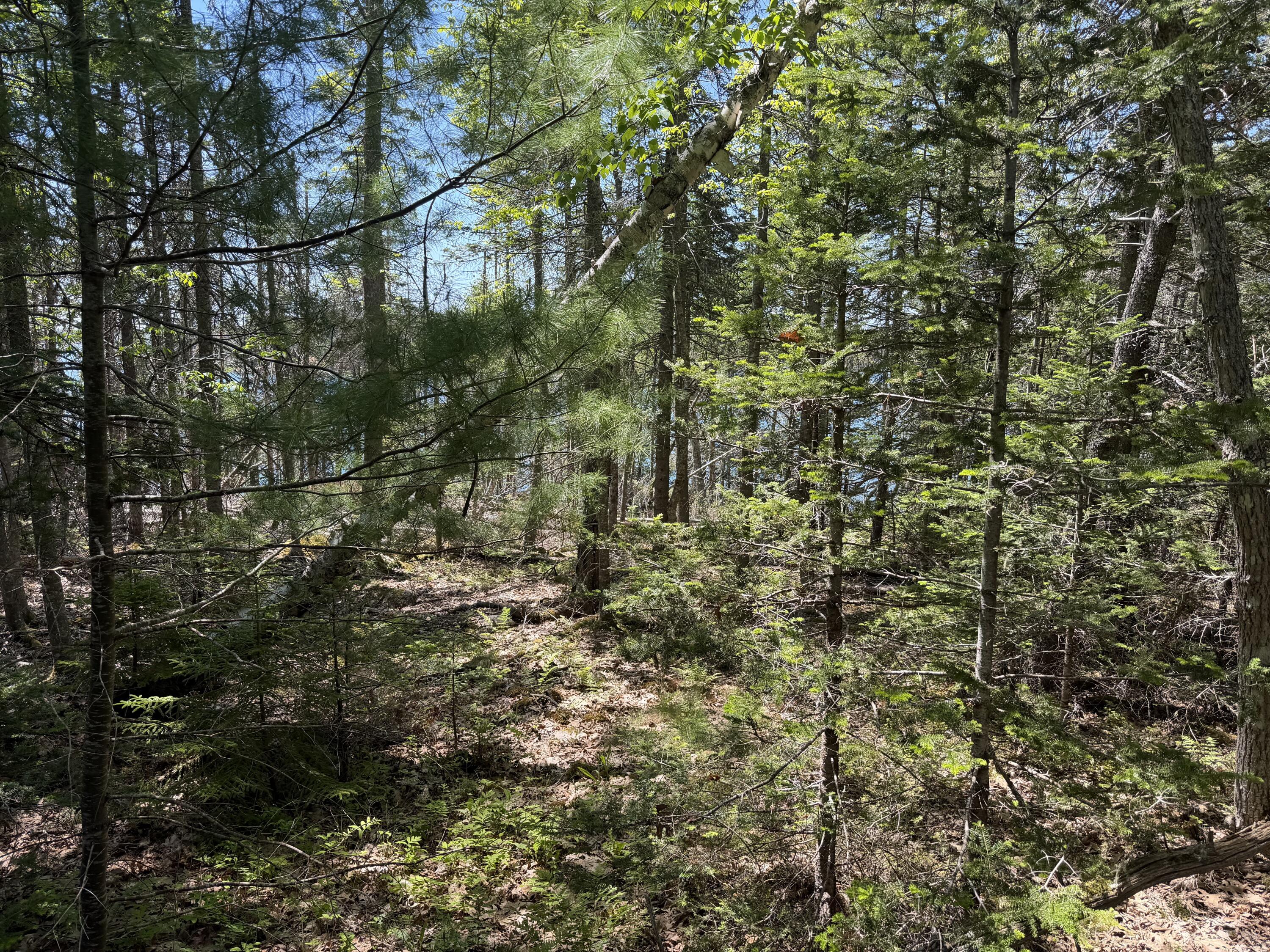 Lot 27 Breezy Bay Road Bar Harbor, ME 04609 - Photo 15 of 16 woods