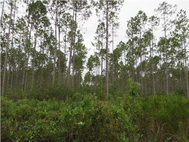 1 Hickory Hammock Road Carrabelle, FL 32322 - Photo 5 of 6 Gallery Image 5