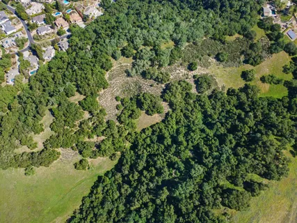 a view of a forest with a tree