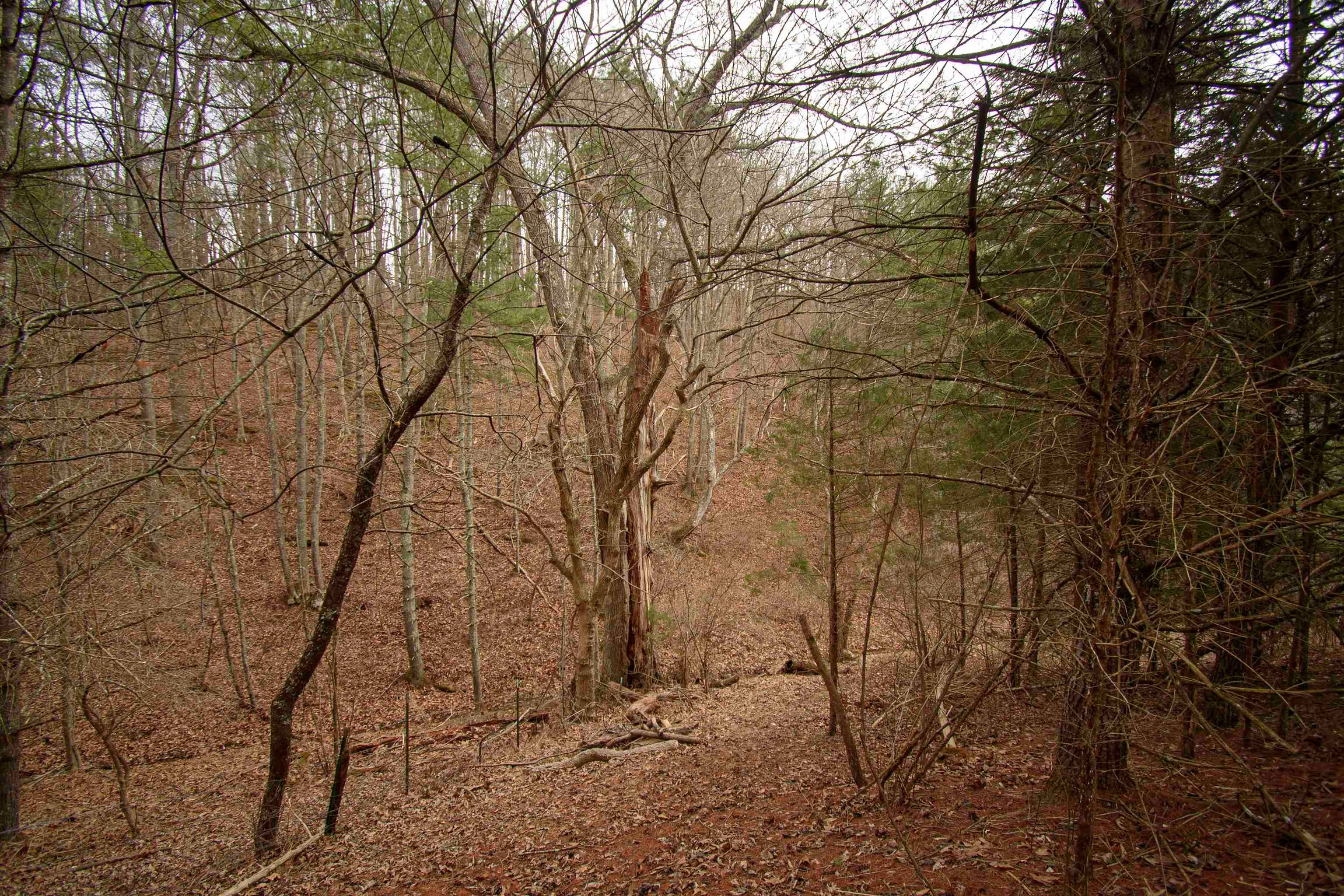 Tbd Lot 8 Tbd Road Draper, VA 24324 - Photo 5 of 33 Gallery Image 5