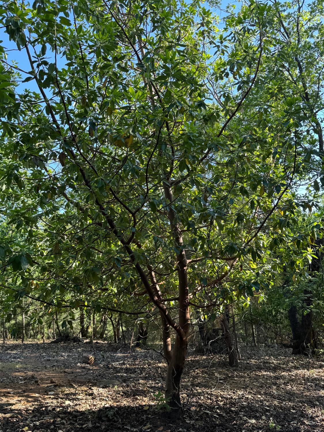 14577 Andrews Road Pine Grove, CA 95665 - Photo 37 of 37 a view of a tree in a yard