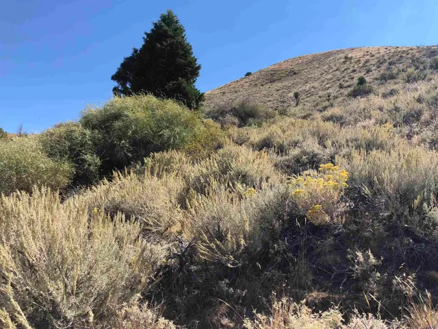 a view of a dry field with a tree