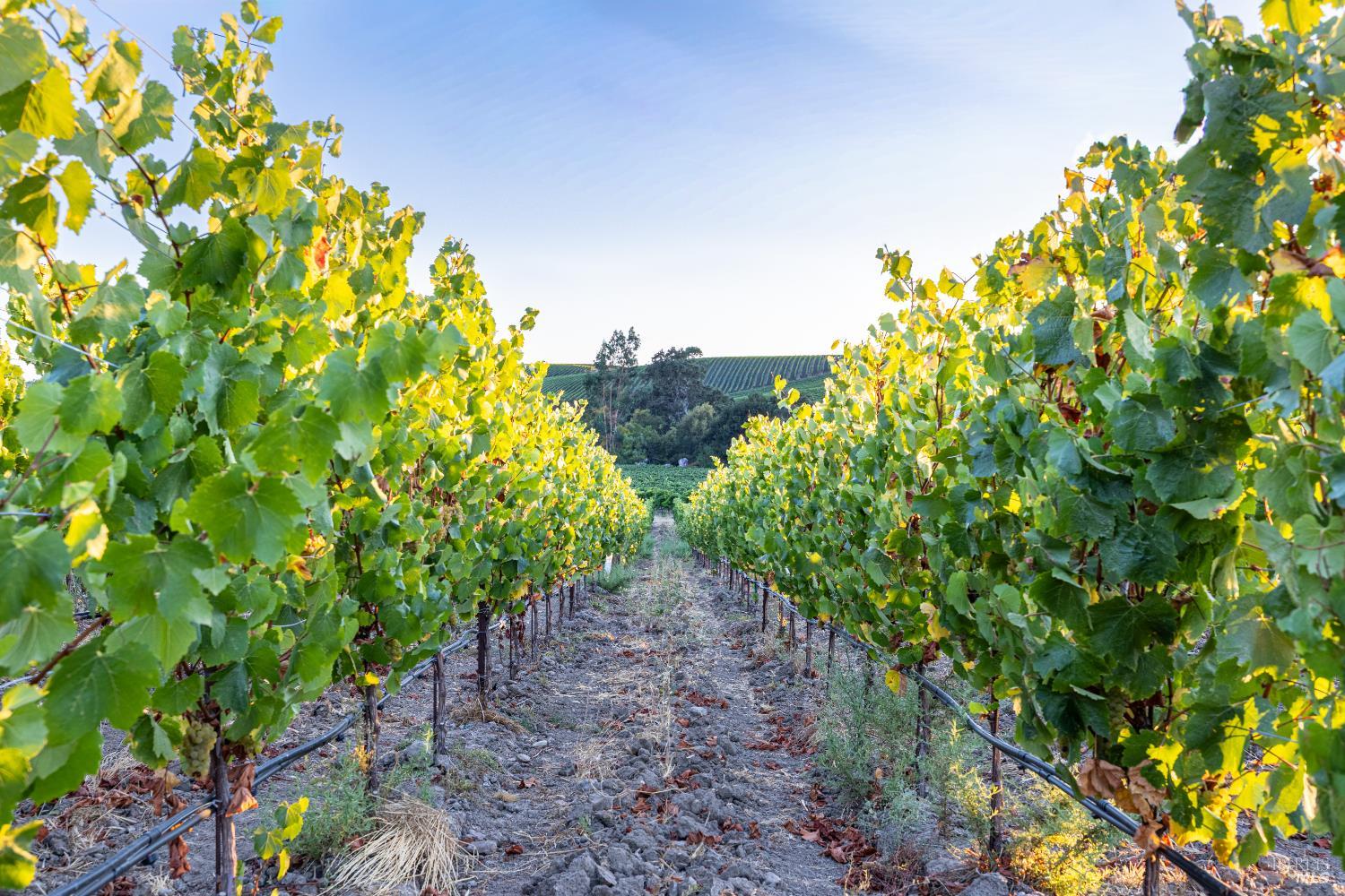 1299 Duhig Road Napa, CA 94559 - Photo 4 of 10