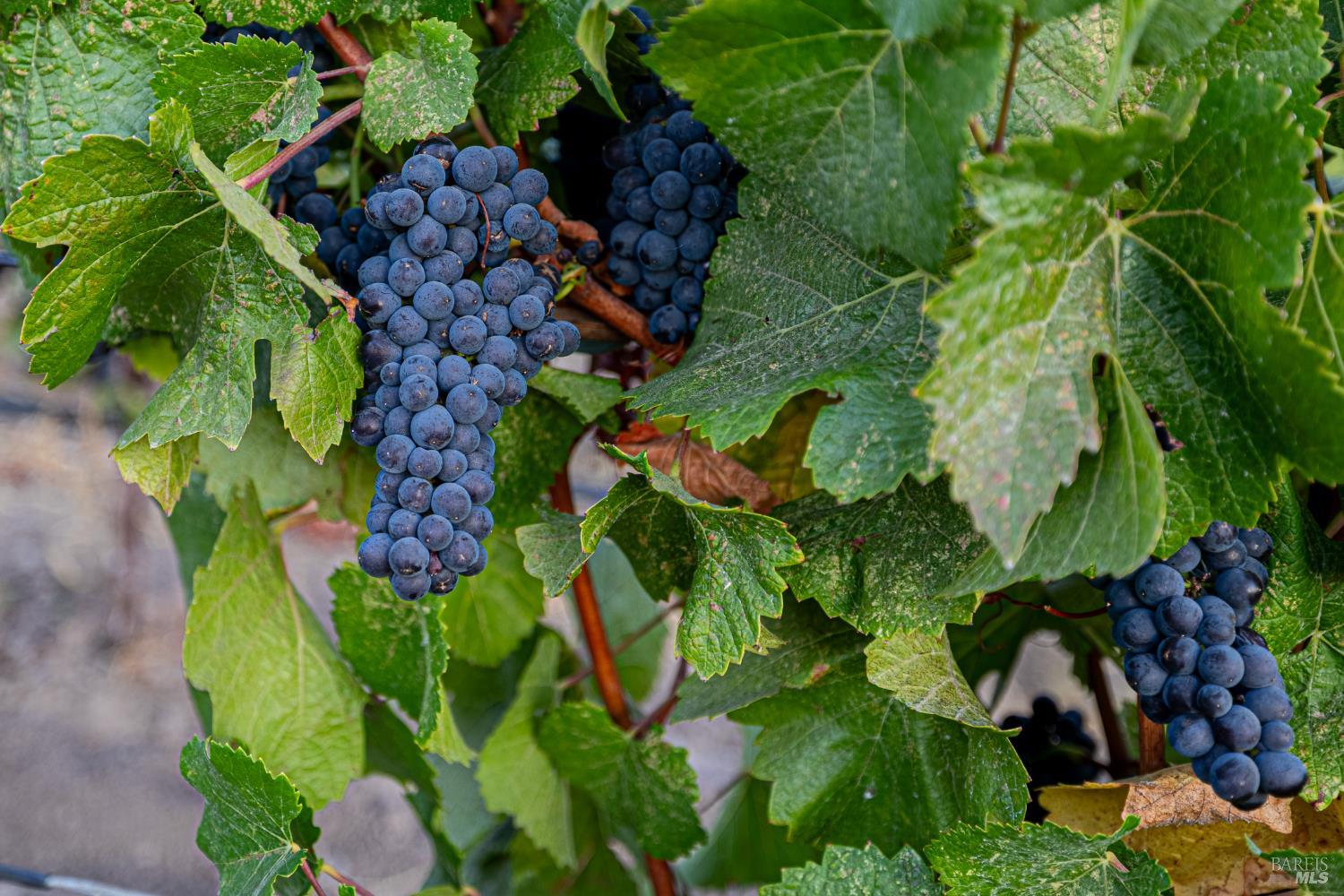 1299 Duhig Road Napa, CA 94559 - Photo 5 of 10