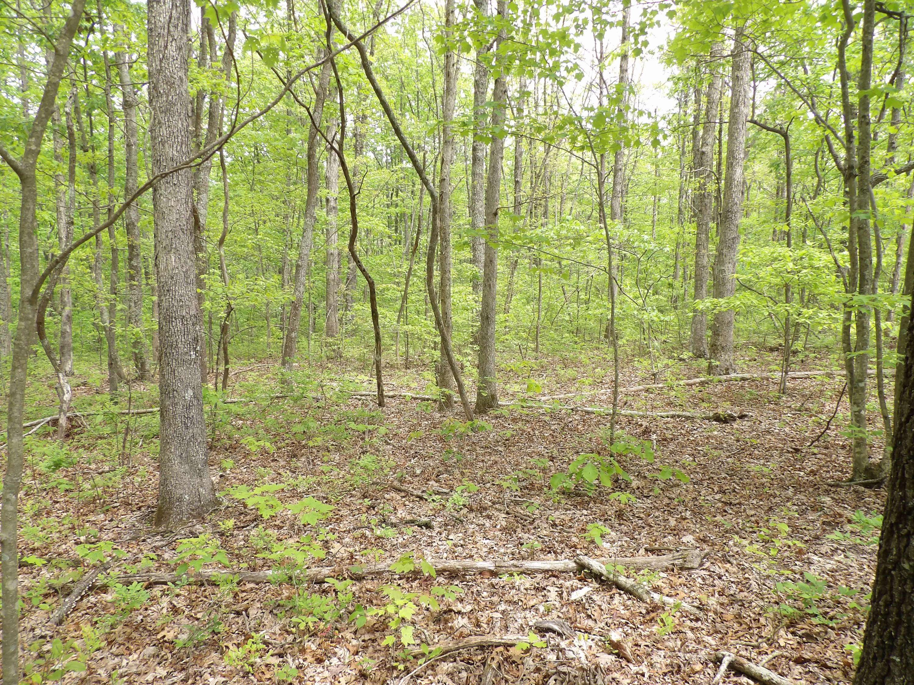 5 Jason Road, Unit 118 Pikeville, TN 37367 - Photo 4 of 16 100_0957