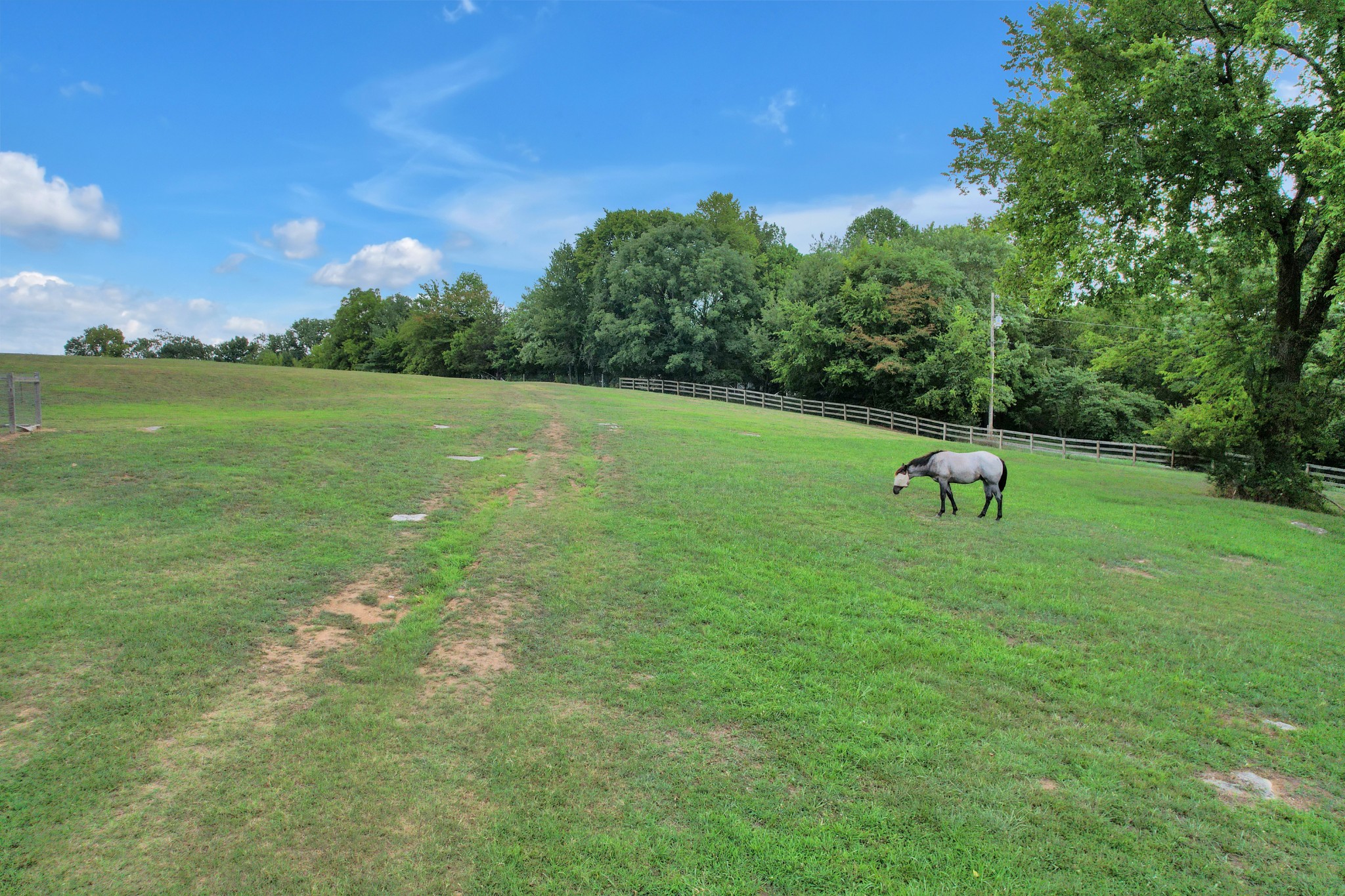 1106 Rip Steele Road Columbia, TN 38401 - Photo 46 of 70 a green field with lots of trees in the background