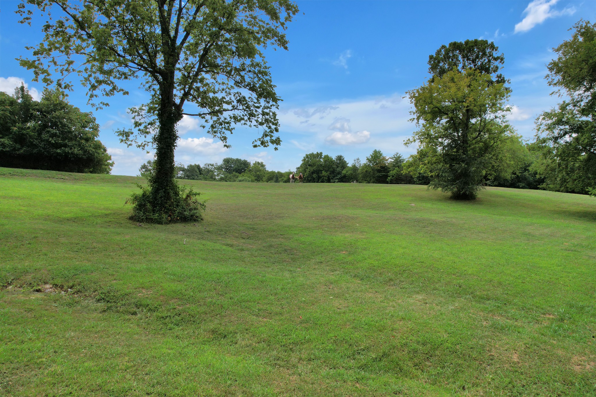 1106 Rip Steele Road Columbia, TN 38401 - Photo 48 of 70 a backyard of a house with lots of green space