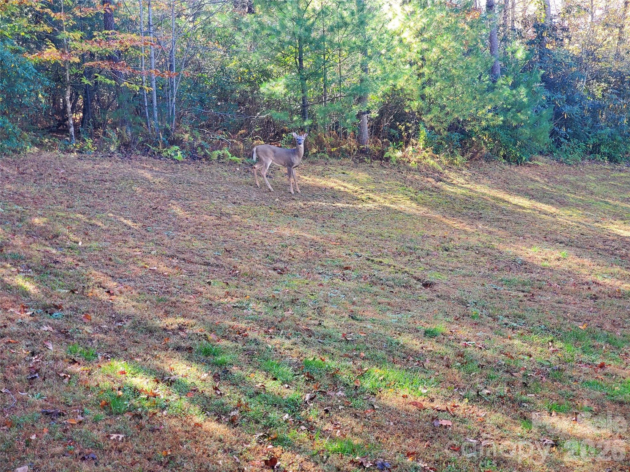 457 Dale Road Spruce Pine, NC 28777 - Photo 32 of 36 a view of a yard with plants and trees