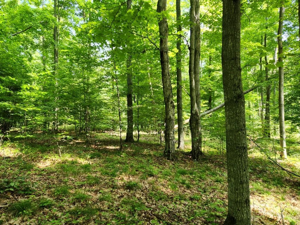 Off Crawford Lake Road Northeast Kalkaska, MI 49646 - Photo 12 of 25