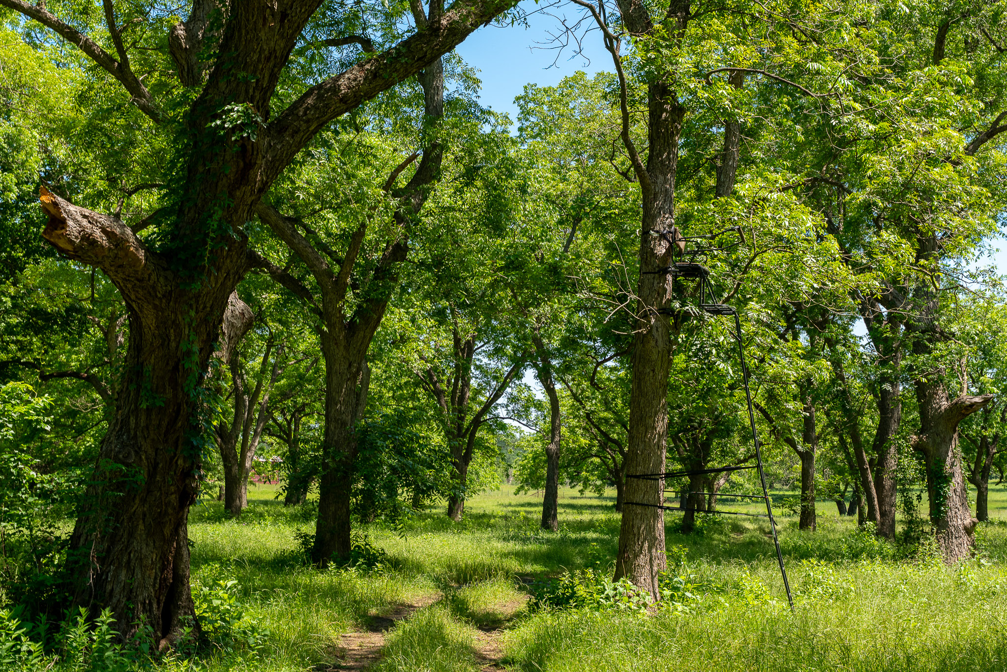 400 619th Spur Elgin, TX 78621 - Photo 14 of 40 A verdant canopy of mature trees shades a winding path, inviting exploration of the natural surroundings.