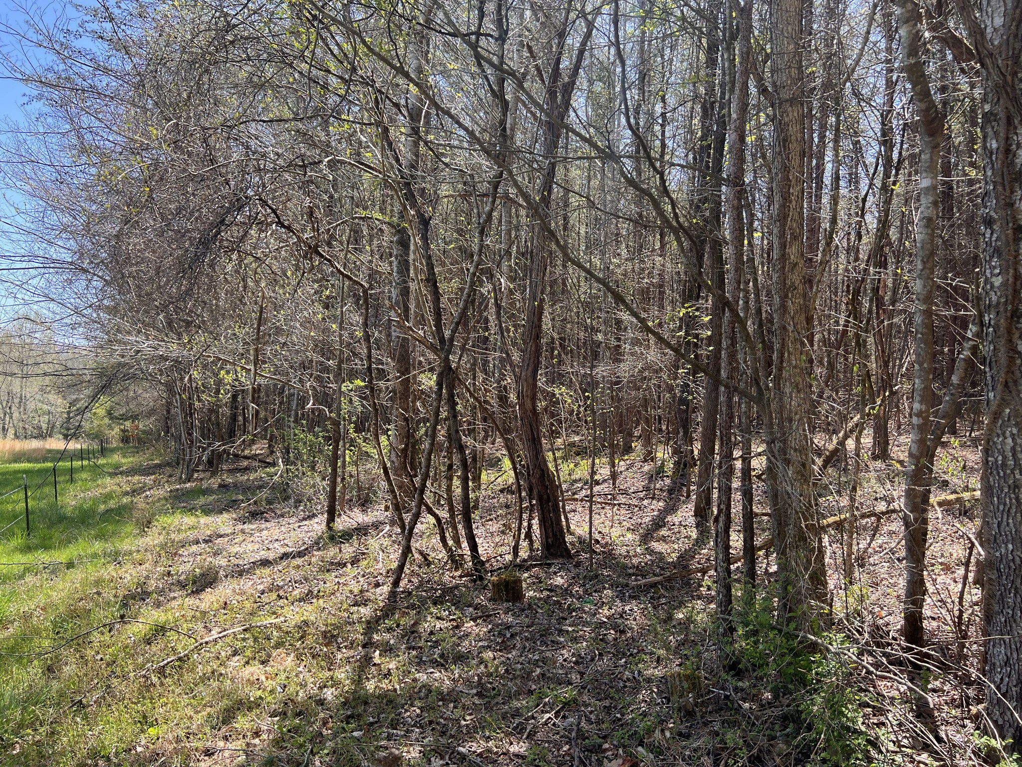 0 Tandy's Knob Road Doyle, TN 38559 - Photo 2 of 9 a view of a yard with large trees
