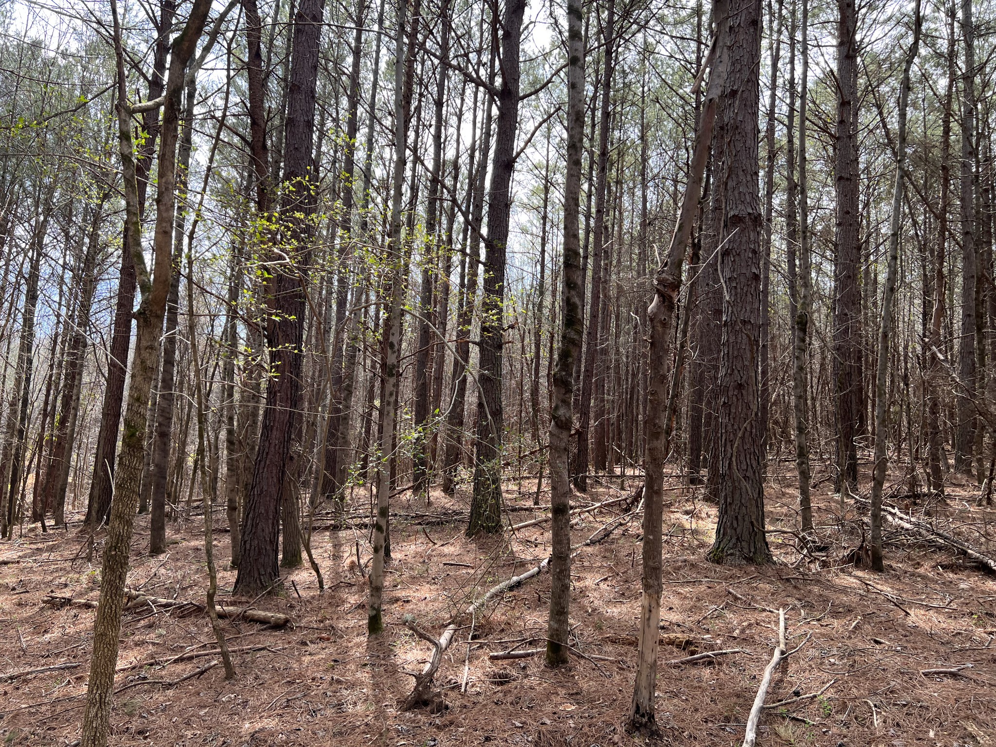 0 Tandy's Knob Road Doyle, TN 38559 - Photo 4 of 9 a view of outdoor space with lots of trees